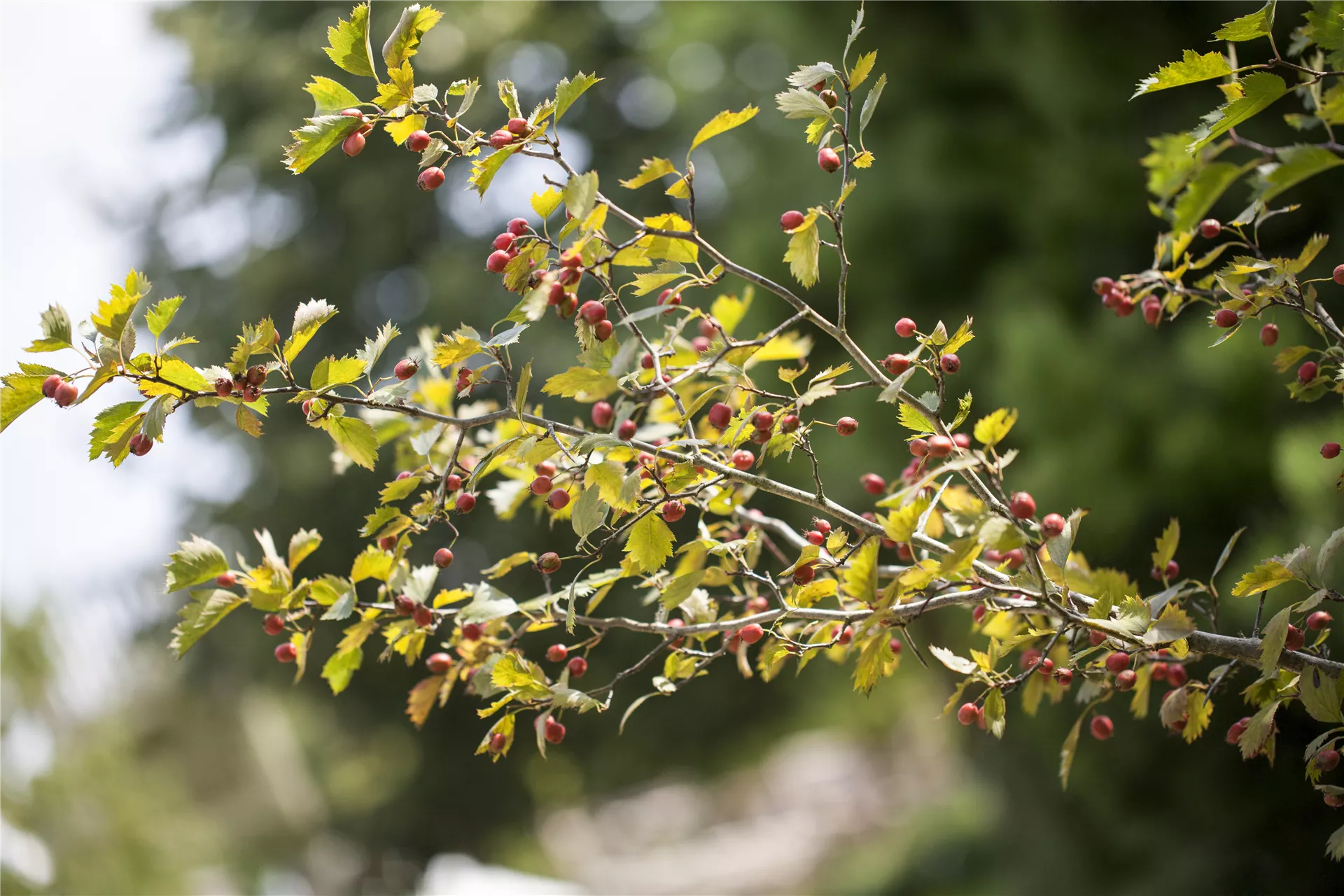 Auch nach der Blüte gibt´s viel zu entdecken