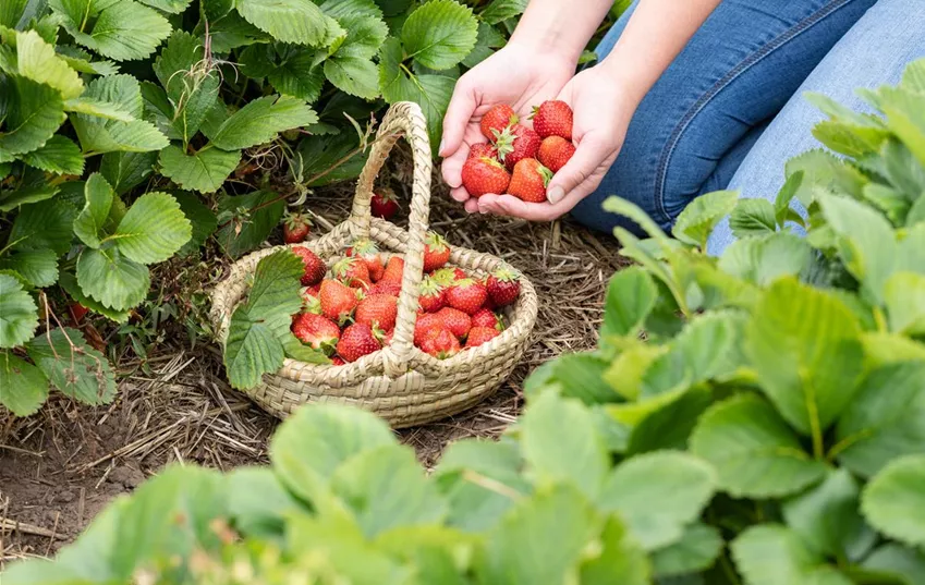 Erdbeeren im Korb