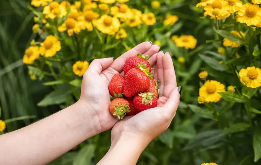 Frau hält Erdbeeren in den Händen