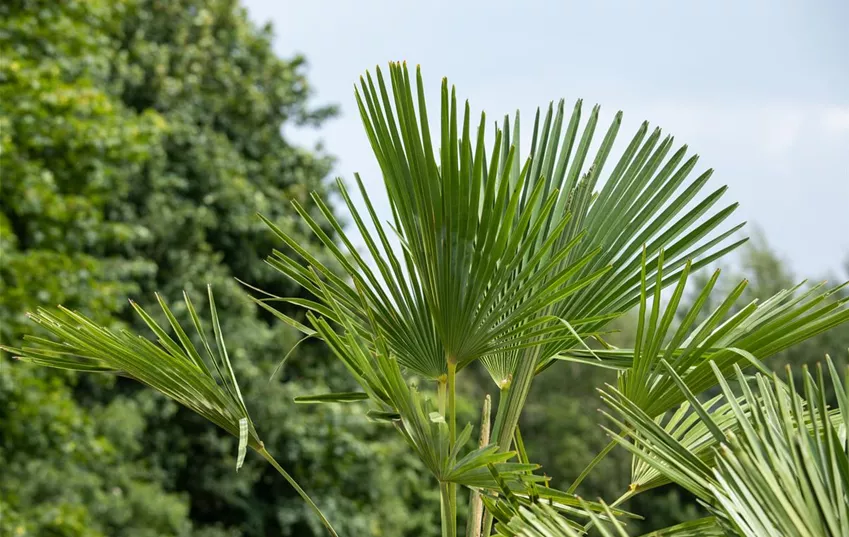 Hanfpalme im Garten