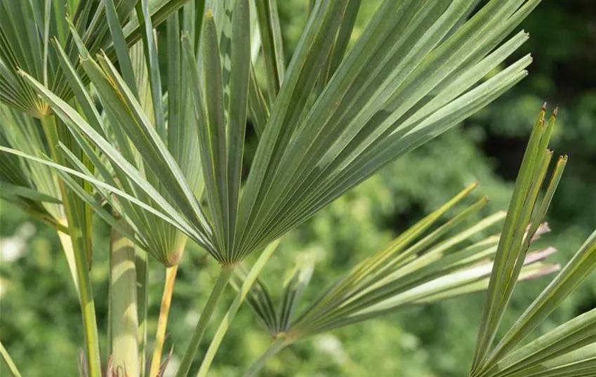 Trachycarpus fortunei