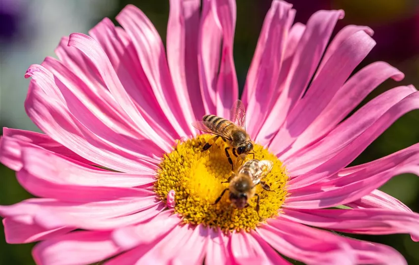 Bienen auf Blüte