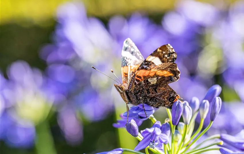 Schmetterling auf Blüte