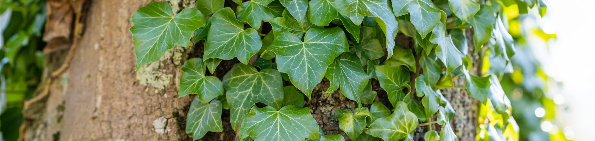 Hedera helix