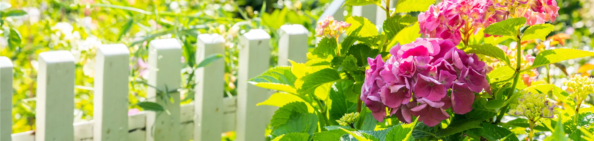 Hortensie am Zaun