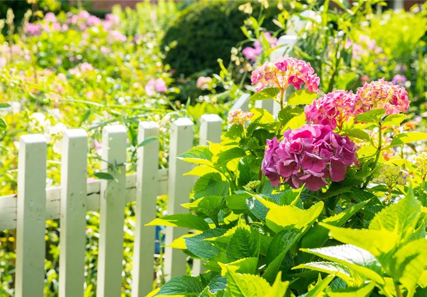 Hortensie am Zaun