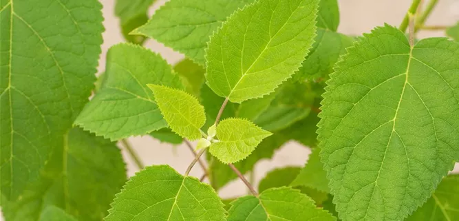 Ballhortensie