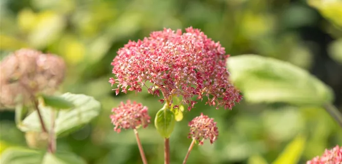 Hydrangea arborescens 'Pink Annabelle'®