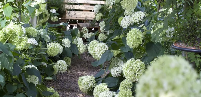 Hydrangea arborescens 'Annabelle'