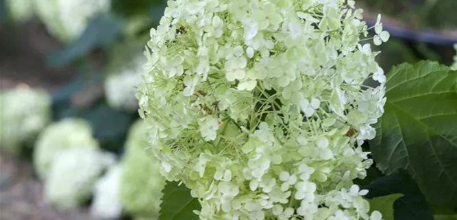 Hydrangea arborescens 'Annabelle'