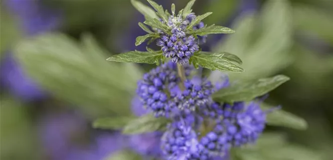 Caryopteris clandonensis