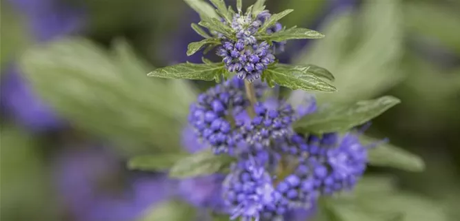 Caryopteris clandonensis