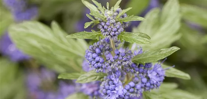 Caryopteris clandonensis