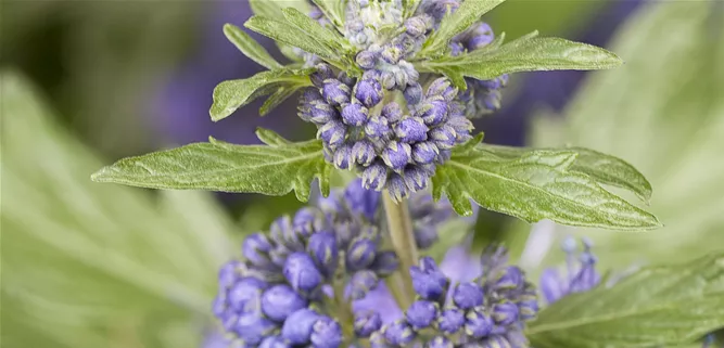 Caryopteris clandonensis