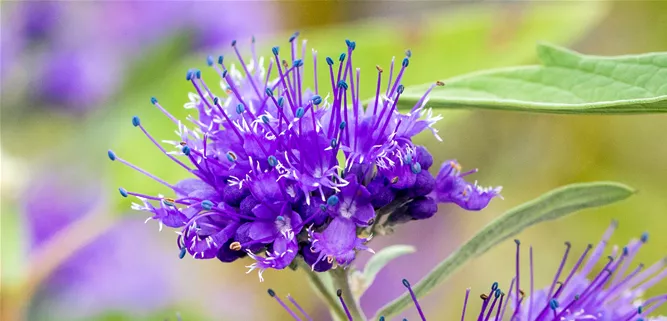 Caryopteris clandonensis 'Heavenly Blue'