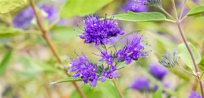 Caryopteris clandonensis 'Heavenly Blue'