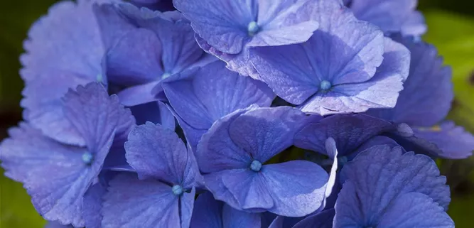 Hydrangea macrophylla, blau