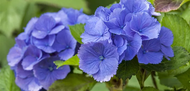 Hydrangea macrophylla, blau