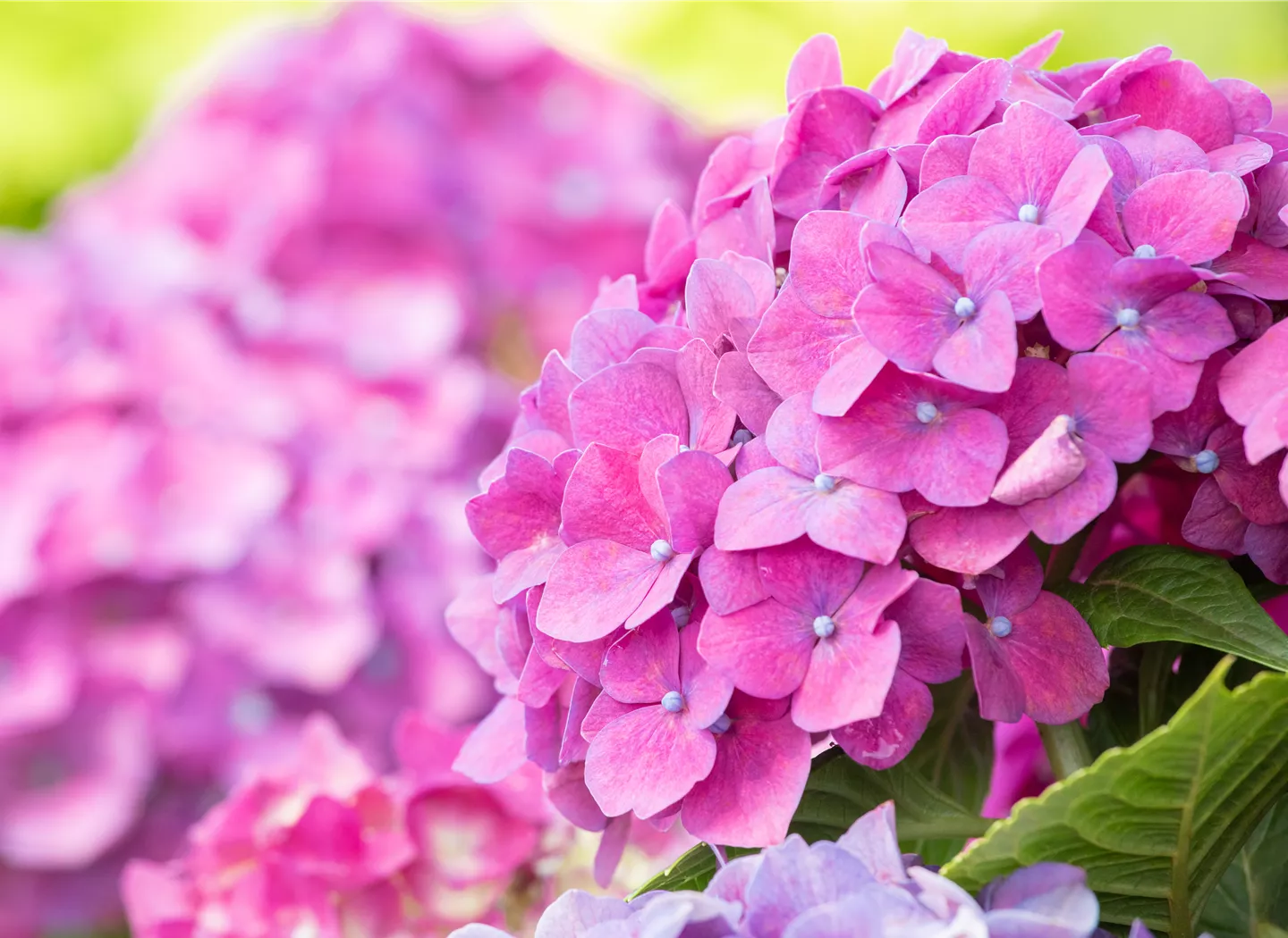 Hydrangea macrophylla, rosa