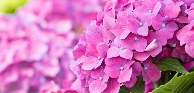 Hydrangea macrophylla, rosa