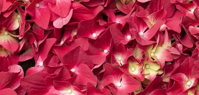 Hydrangea macrophylla