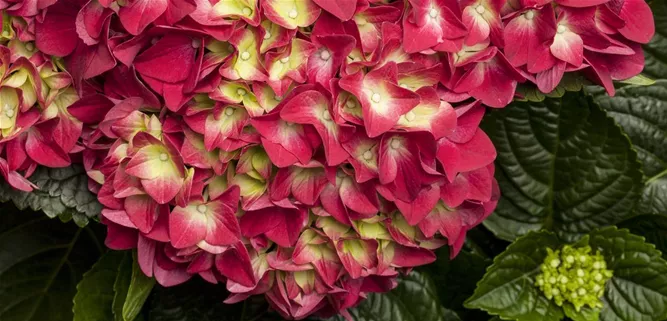 Hydrangea macrophylla