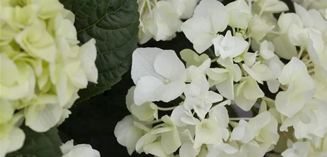 Hydrangea macrophylla, weiß