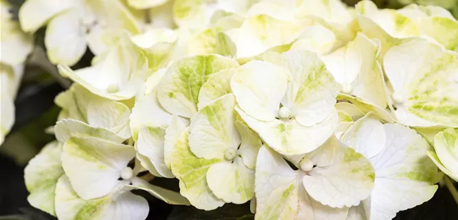 Hydrangea macrophylla, weiß