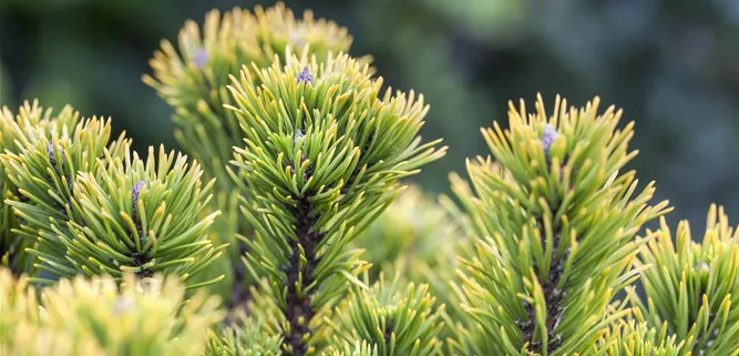 Pinus mugo 'Carsten´s Wintergold'