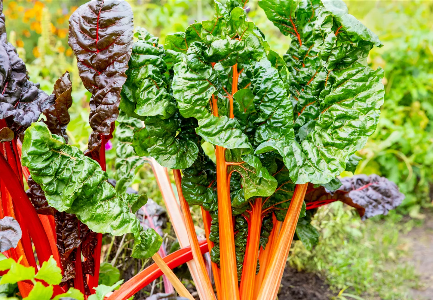 Beta vulgaris var. cicla