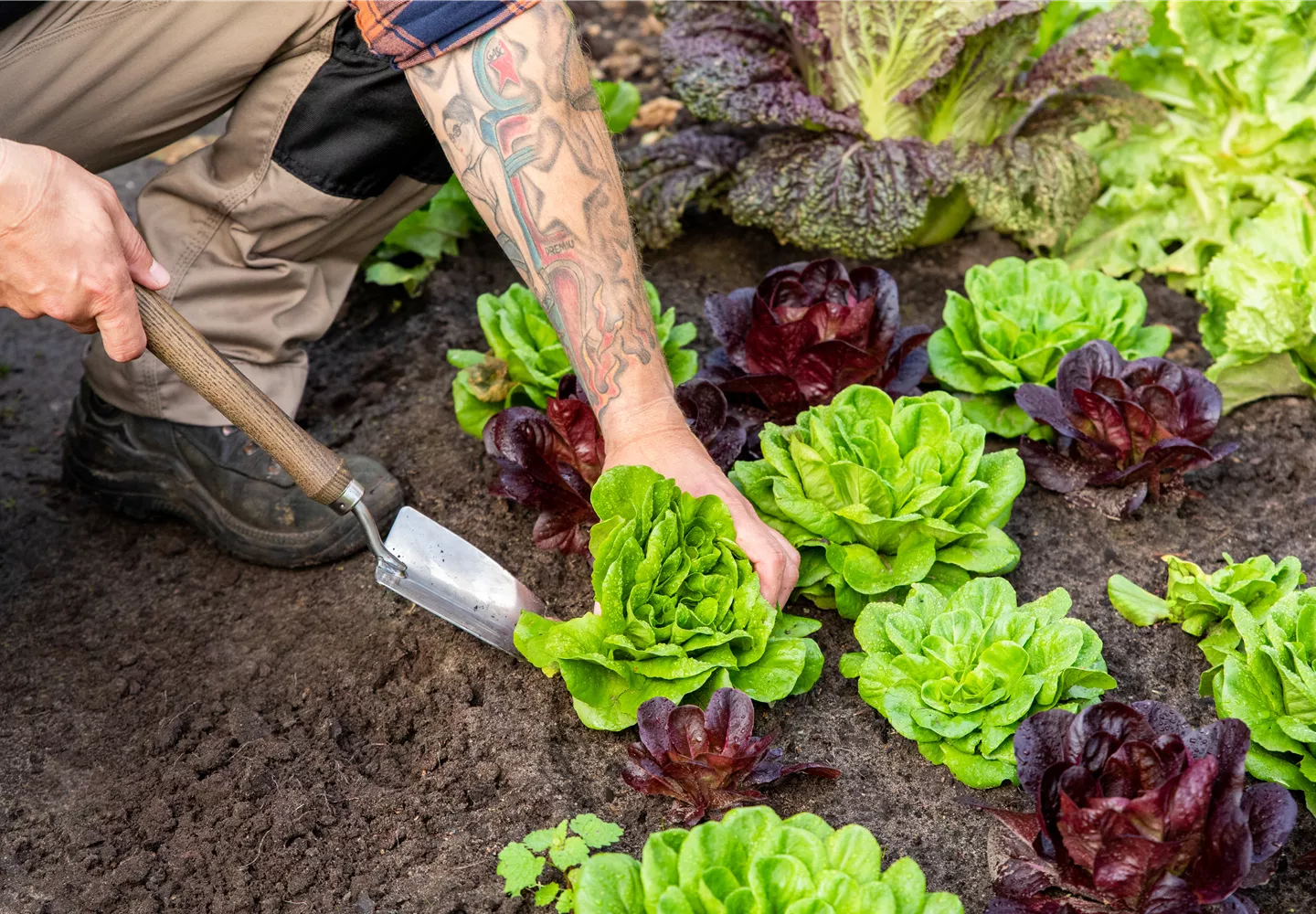 Gartengeräte - Mann erntet Salat mit Pflanzkelle