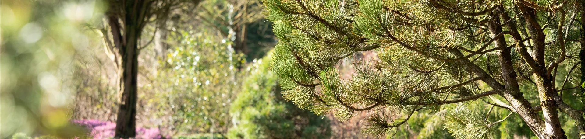 Weg durch Heidegarten mit Koniferen