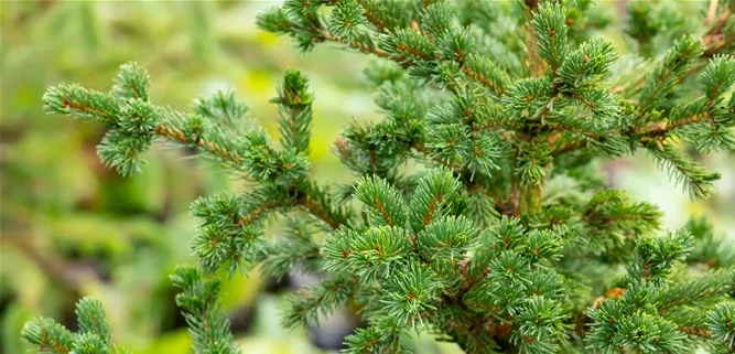 Picea pungens 'Lucky Strike'