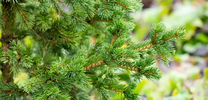 Picea pungens 'Lucky Strike'