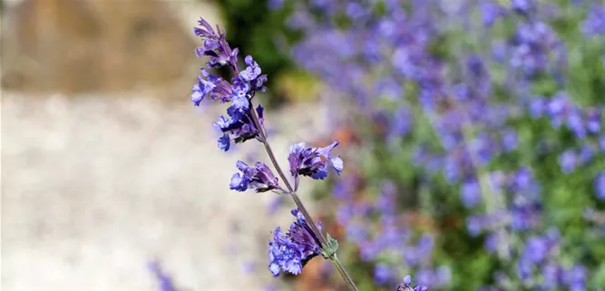 Perovskia atriplicifolia