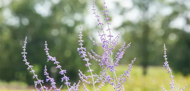 Perovskia atriplicifolia 'Blue Spire'