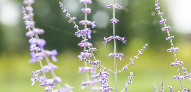 Perovskia atriplicifolia 'Blue Spire'