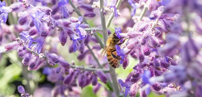 Perovskia atriplicifolia 'Lacey Blue'®