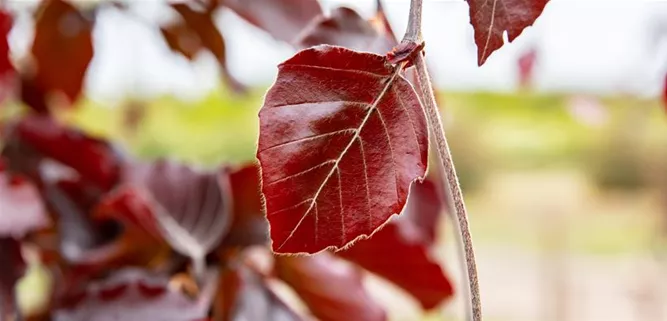 Fagus sylvatica