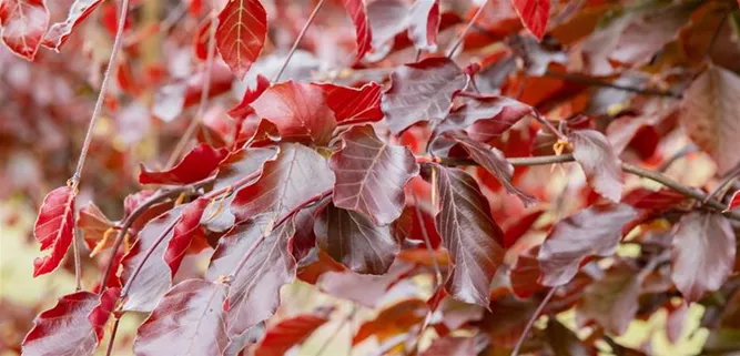 Fagus sylvatica 'Purpurea Latifolia'